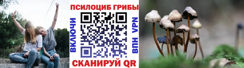 Галлюциногенные грибы Psilocybine cubensis  Оленегорск 